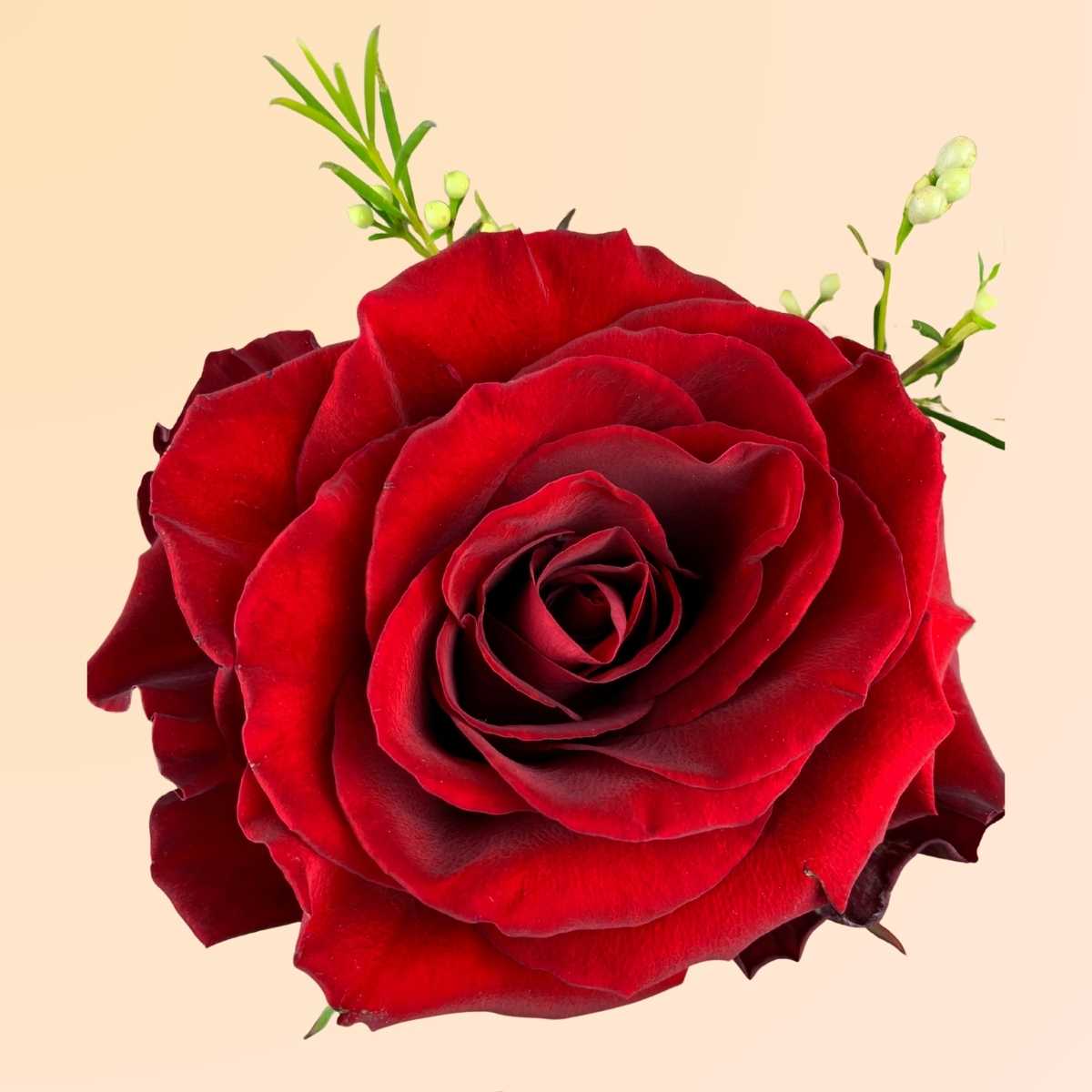 Regalo para San Valentín en Denia