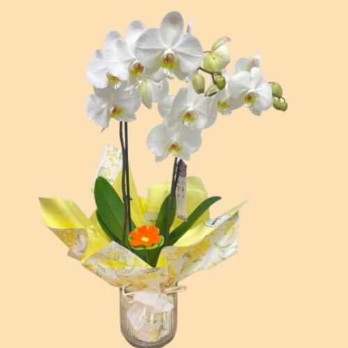 "Elegante orquídea blanca, símbolo de pureza y sofisticación, como regalo floral a domicilio en Dénia."