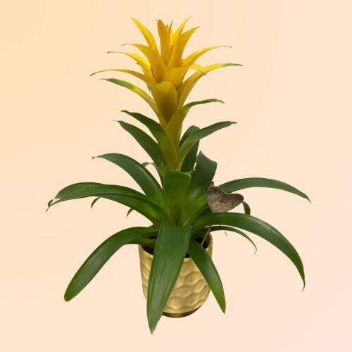 Regalo planta san valentín en Denia