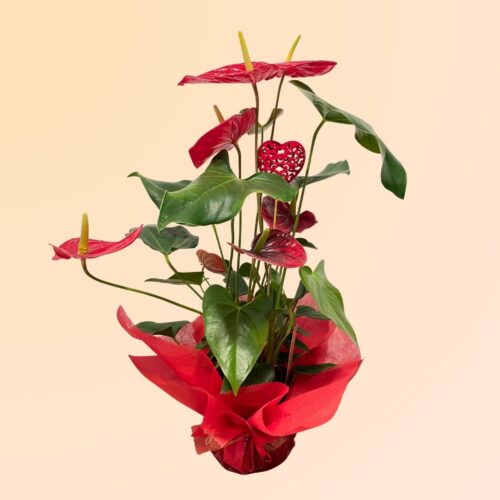 comprar anturium en Denia