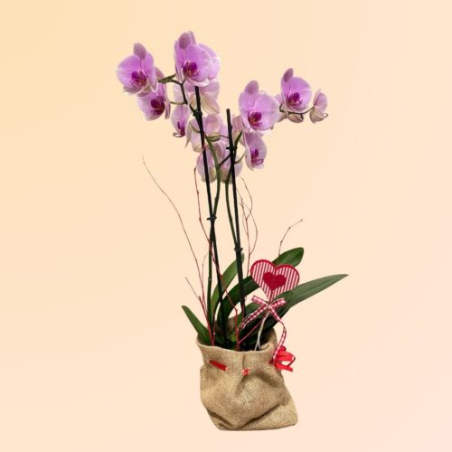 Comprar orquídea en Denia
