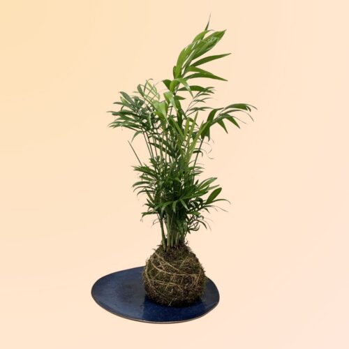 Plantas online con envío a domicilio en Denia