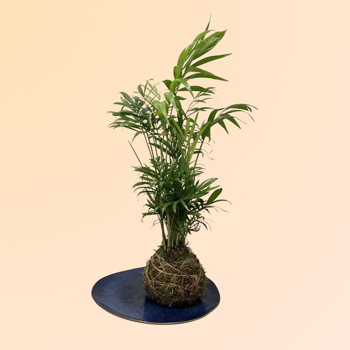 Plantas online con envío a domicilio en Denia