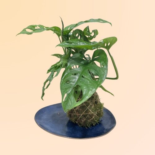 Plantas online con envío a domicilio en Denia