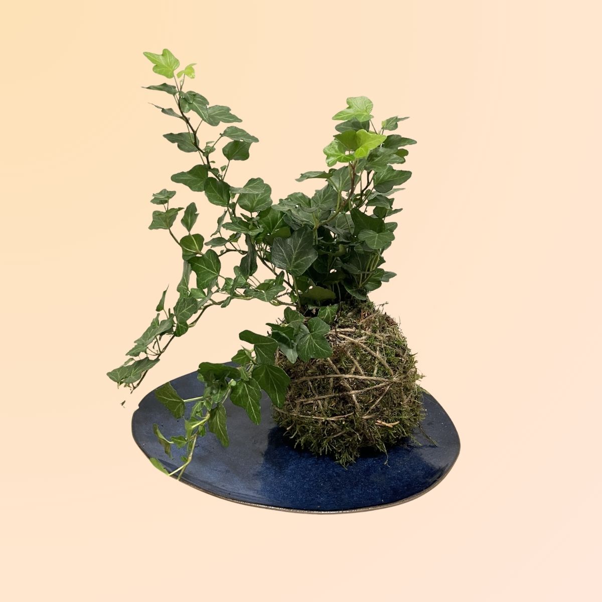 Plantas online en Denia