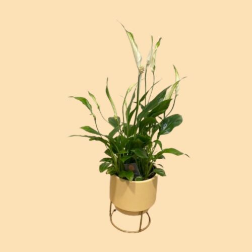 "Spathiphyllum Chopin con flores blancas en maceta de cerámica y soporte de metal dorado."