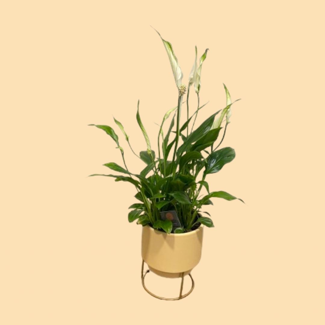 "Spathiphyllum Chopin con flores blancas en maceta de cerámica y soporte de metal dorado."