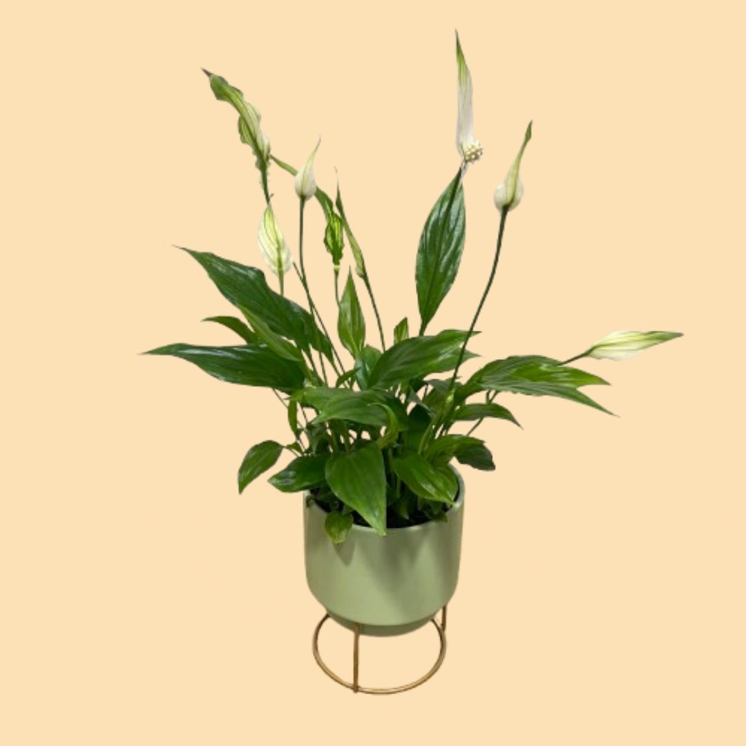 "Spathiphyllum Chopin con flores blancas en maceta de cerámica y soporte de metal dorado."