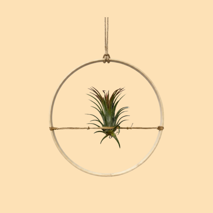 Tillandsia