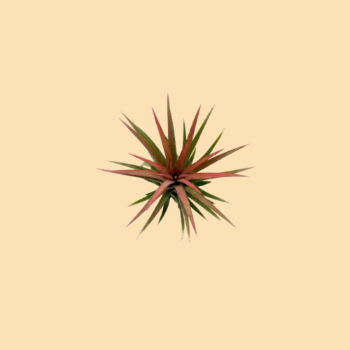 Tillandsia
