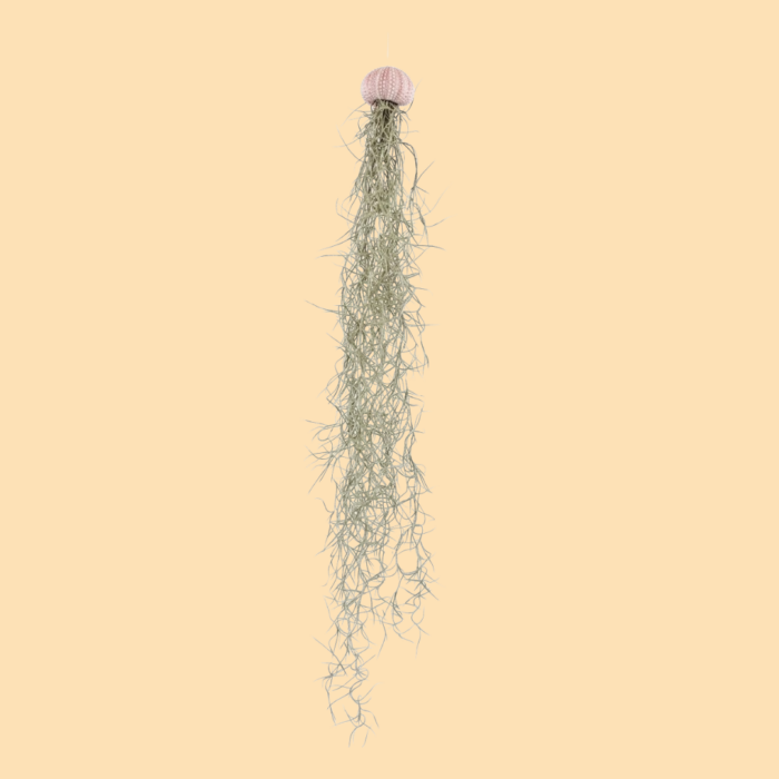 Tillandsia erizo